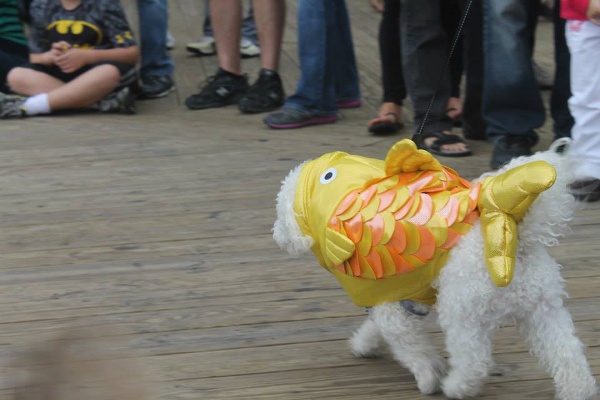 halloween_pet_parade halloween_pet_parade