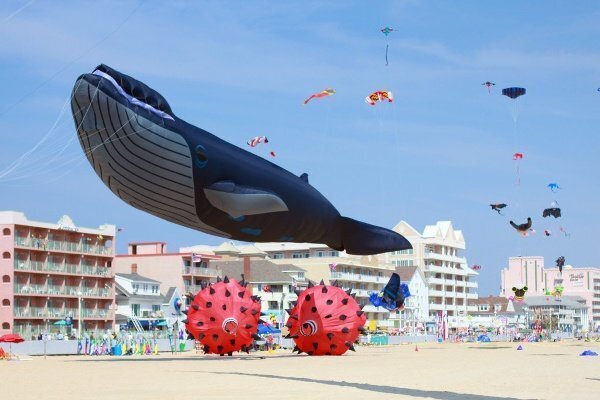 Maryland International Kite Expo Photo