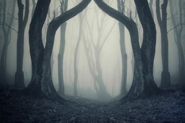halloween_dark_forest halloween_dark_forest